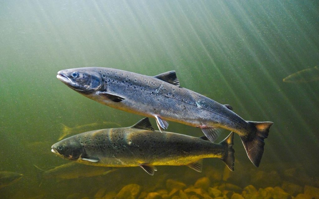 Salmão do atlântico: características, reprodução, alimentação ...