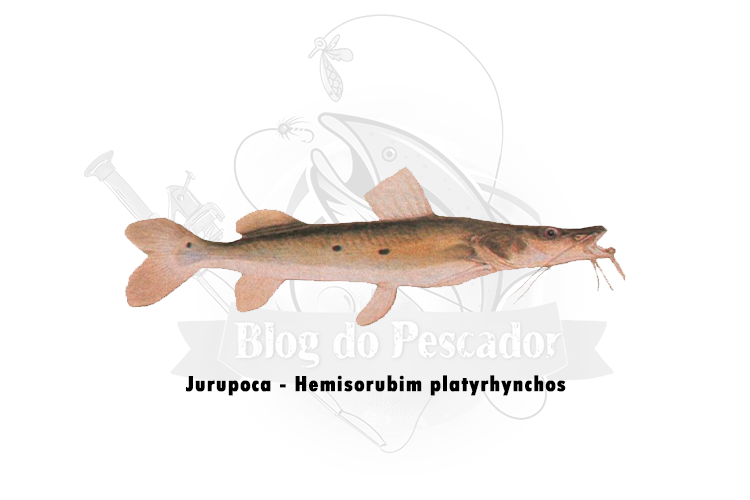 Jurupoca - hemisorubim platyrhynchos