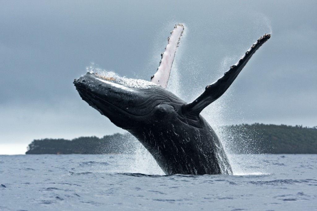 ameacas a baleia jubarte