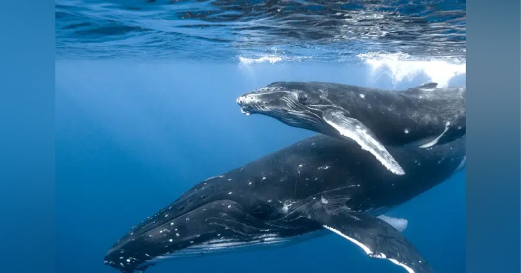 baleia azul