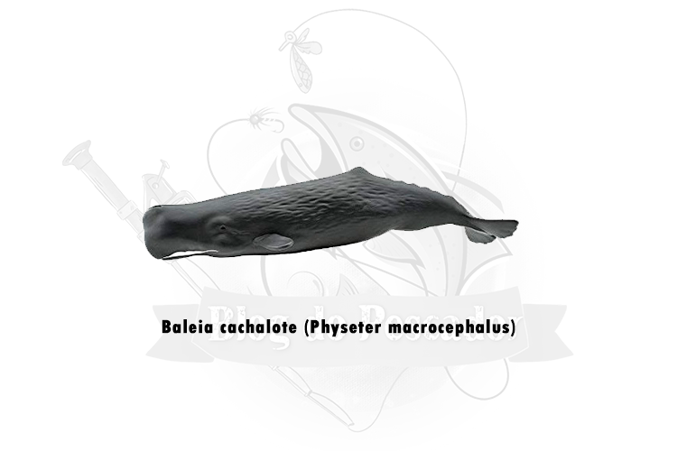 baleia cachalote (physeter macrocephalus)
