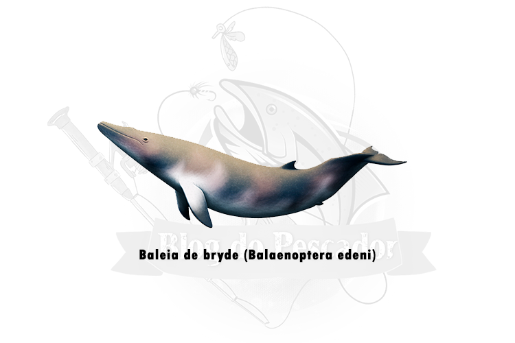 baleia de bryde (balaenoptera edeni)