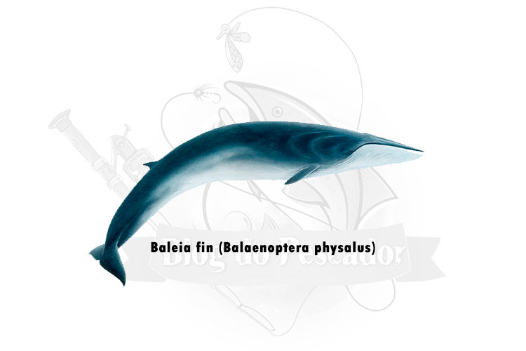 baleia fin (balaenoptera physalus)