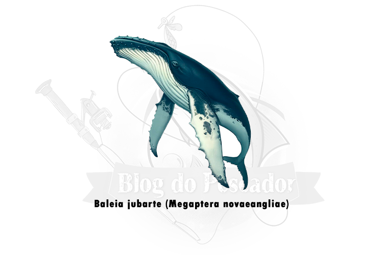 baleia jubarte (megaptera novaeangliae)