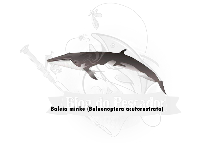 baleia minke (balaenoptera acutorostrata)