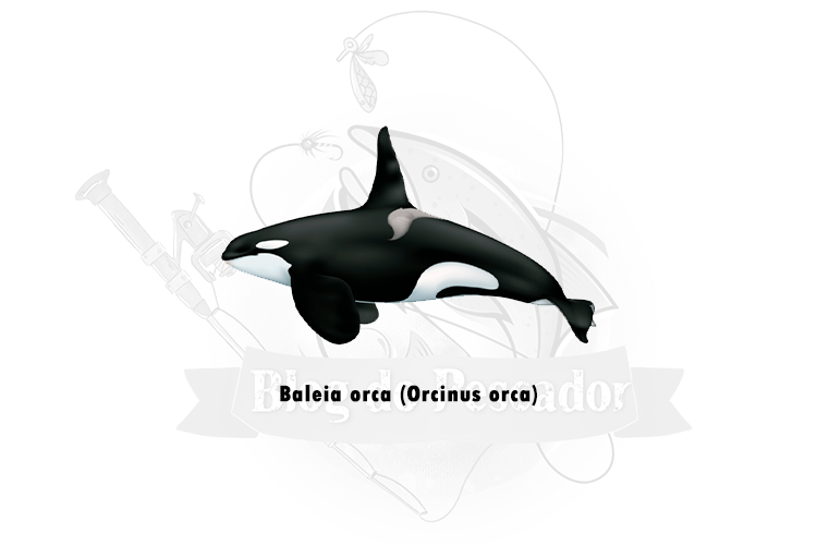 baleia orca (orcinus orca)