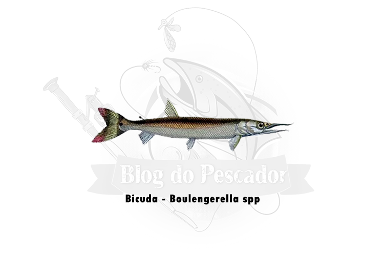 bicuda - boulengerella spp