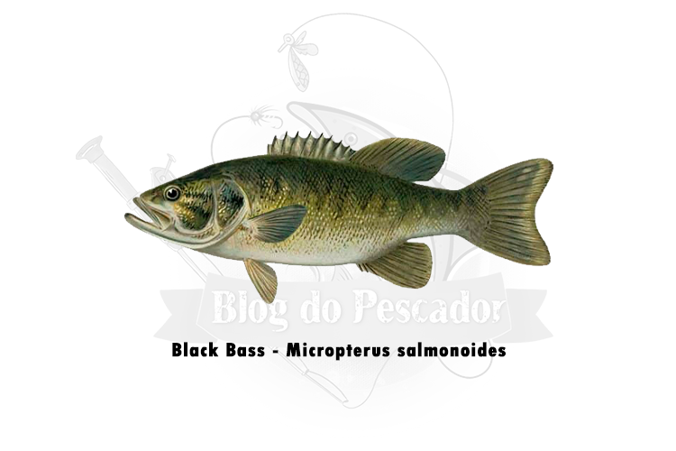 black bass - micropterus salmonoides