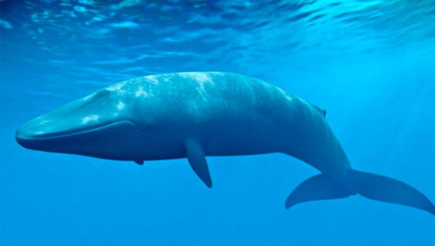 caracteristicas da baleia azul