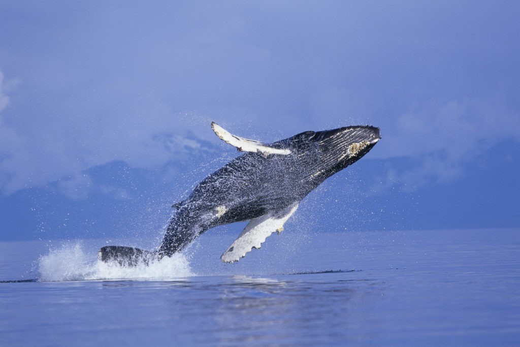 caracteristicas da baleia jubarte