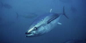 caracteristicas do peixe atum dente de cachorro