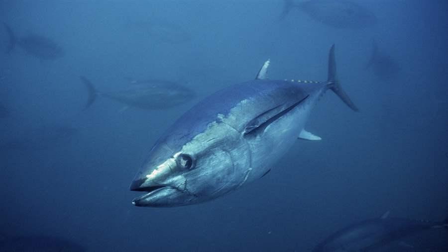 caracteristicas do peixe atum dente de cachorro