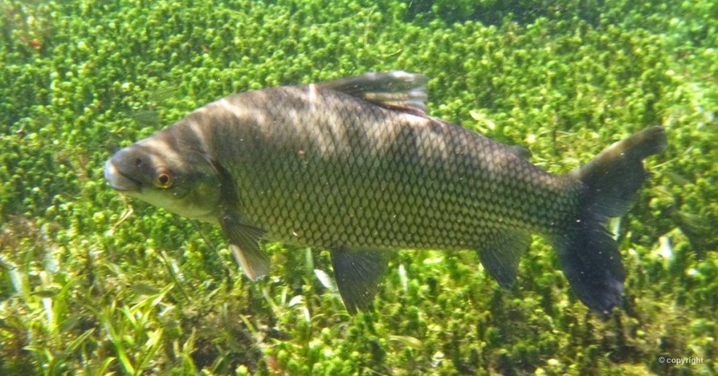 características do peixe curimata