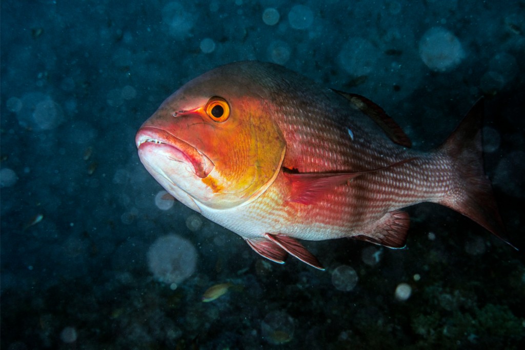 caracteristicas do peixe pargo