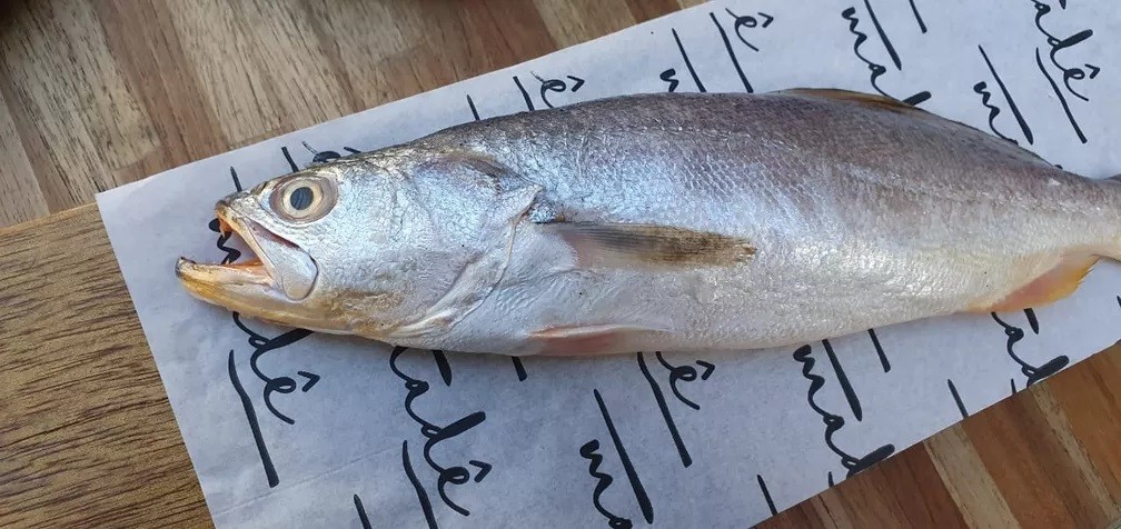 caracteristicas do peixe pescada olhuda