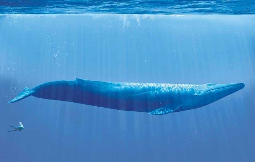 comportamento da baleia azul