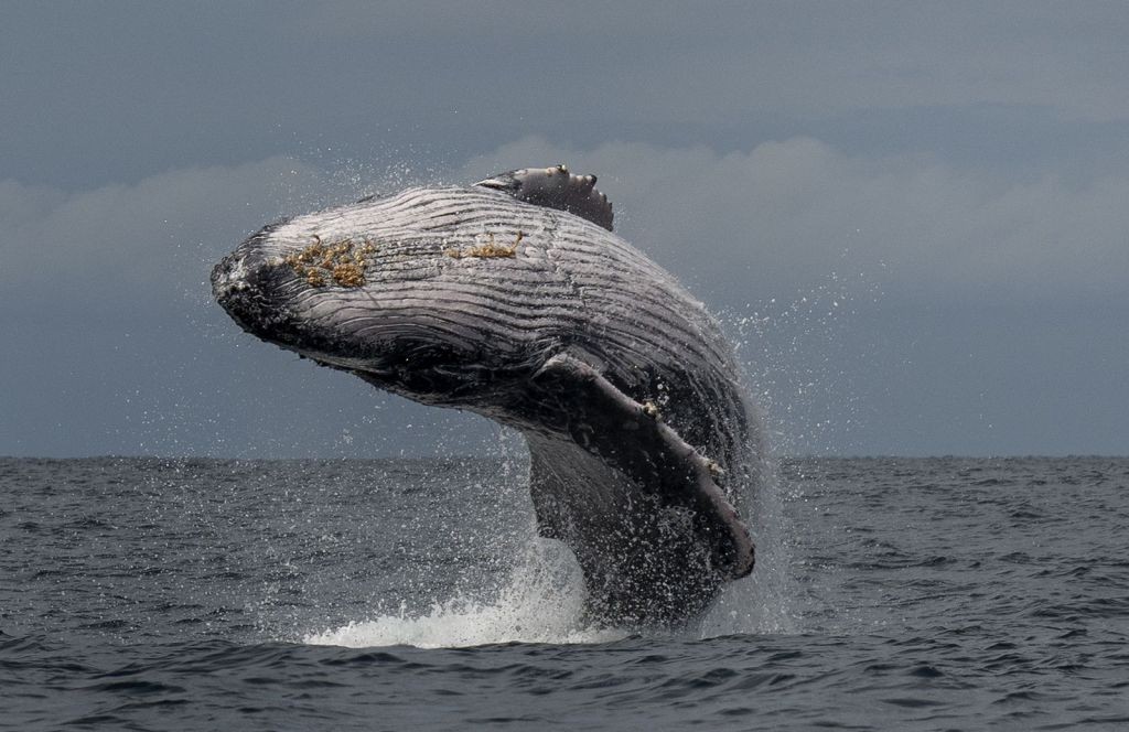 comportamento e habitos da baleia jubarte