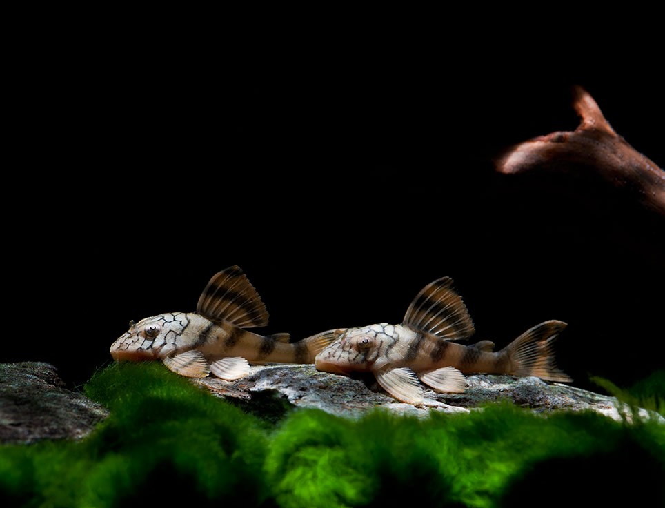 criacao do peixe cascudo tigre em aquario