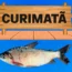 curimata