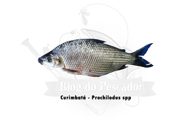 curimbata - prochilodus spp