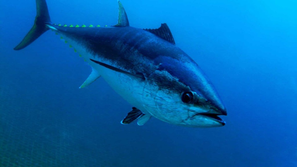curiosidades sobre o atum rabilho