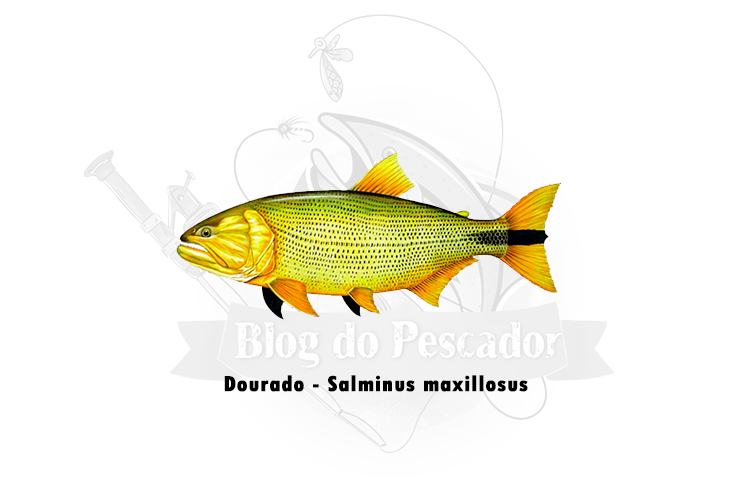 dourado- salminus maxillosus