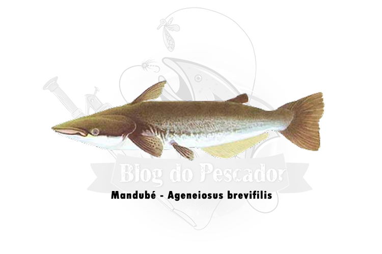 mandube- Ageneiosus brevifilis