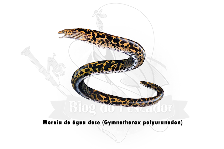 moreia de agua doce (gymnothorax polyuranodon)