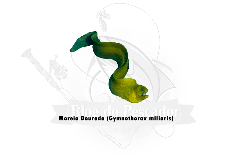 moreia dourada (gymnothorax miliaris)