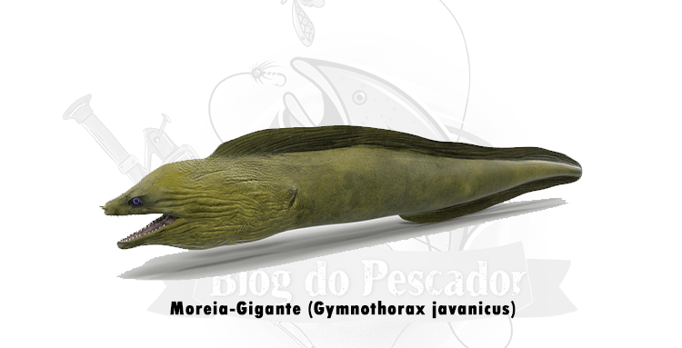 moreia-gigante (gymnothorax javanicus)