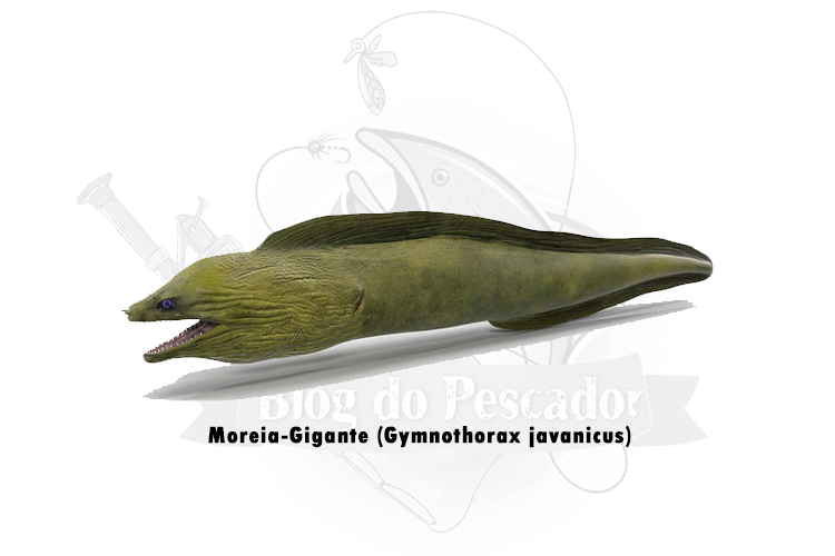moreia-gigante (gymnothorax javanicus)