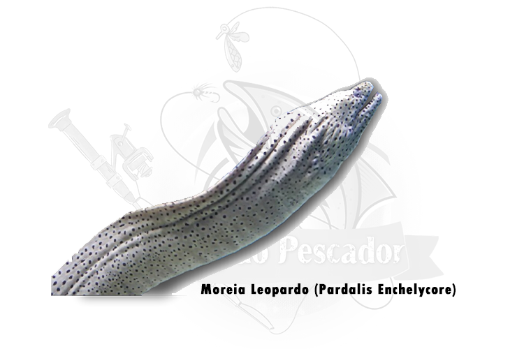 moreia leopardo (pardalis enchelycore)
