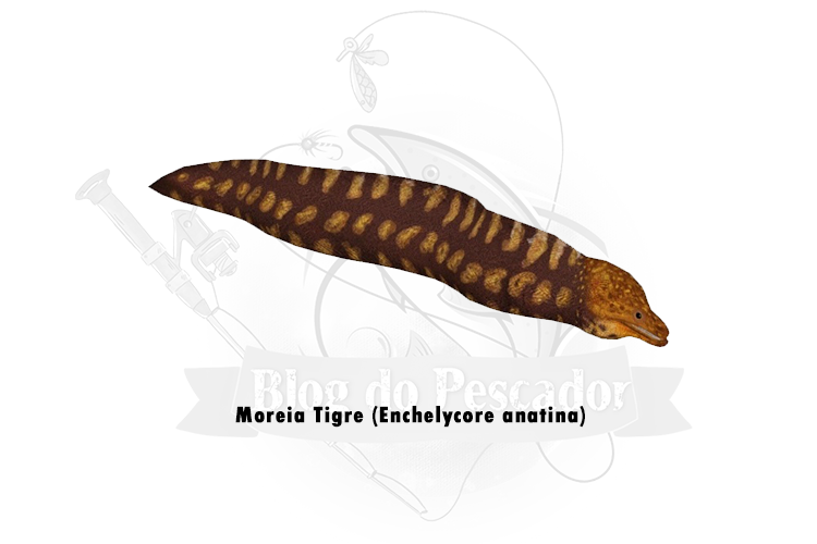 moreia tigre (enchelycore anatina)