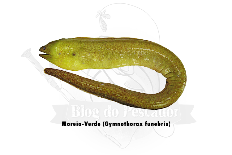 moreia verde (gymnothorax funebris)