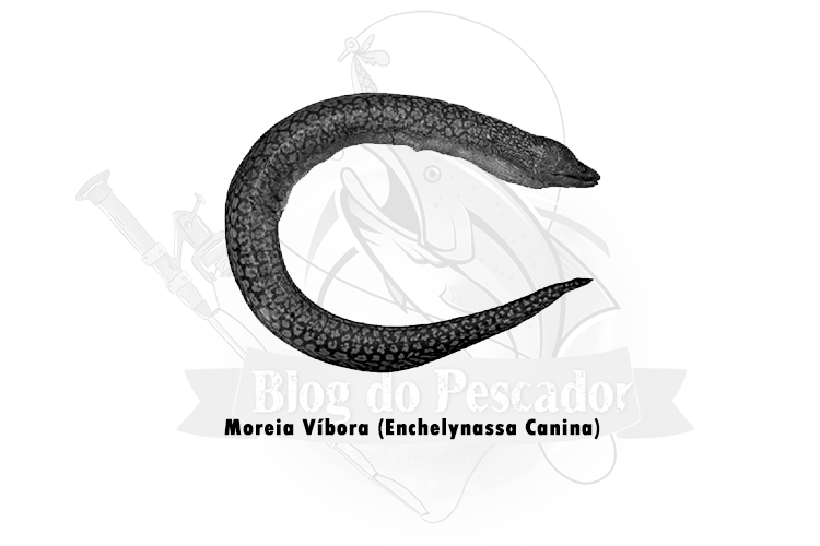 moreia vibora (enchelynassa canina)