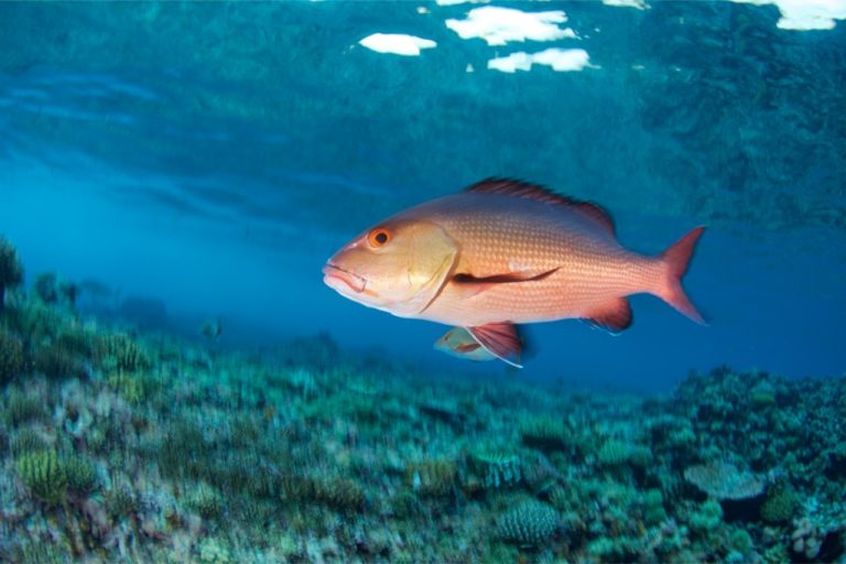 Pargo peixe características, reprodução, alimentação, curiosidades e