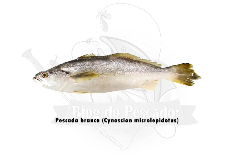 pescada branca (cynoscion microlepidotus)