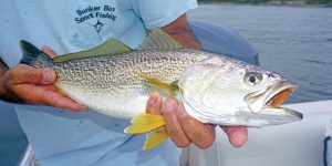 pescada cambucu