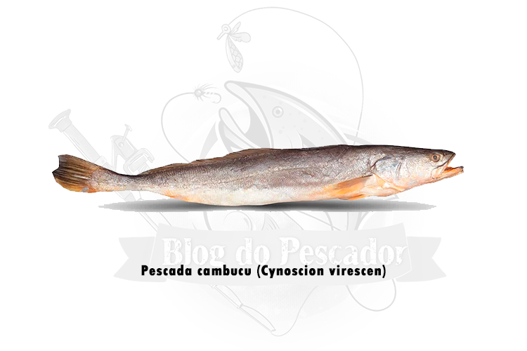 pescada cambucu (cynoscion virescen)