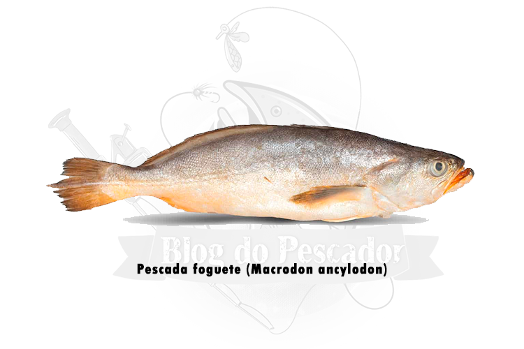 pescada foguete (macrodon ancylodon)