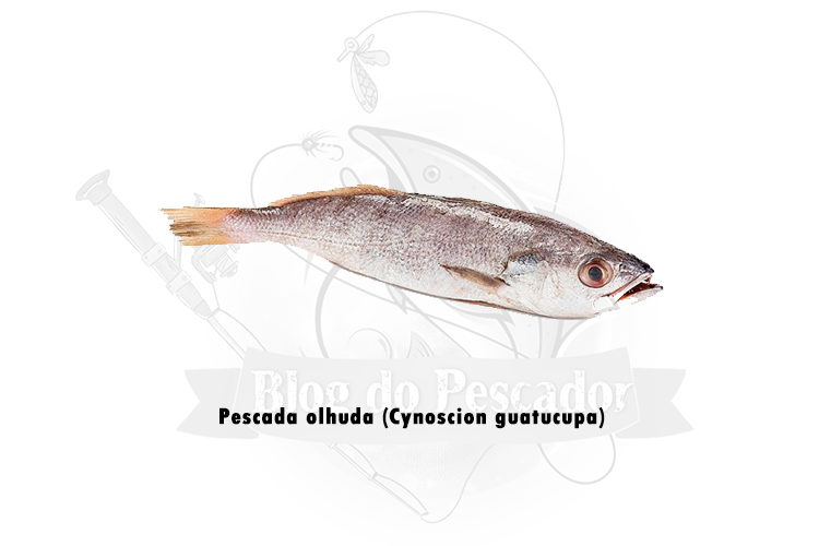 pescada olhuda (cynoscion guatucupa) 