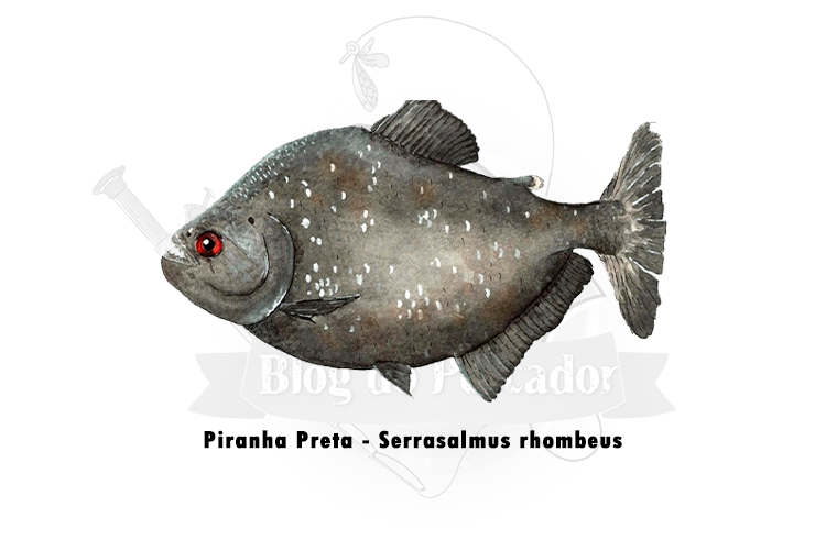 piranha preta- serrasalmus rhombeus