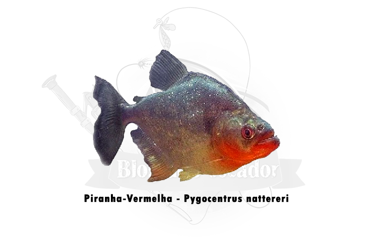 piranha-vermelha – pygocentrus nattereri