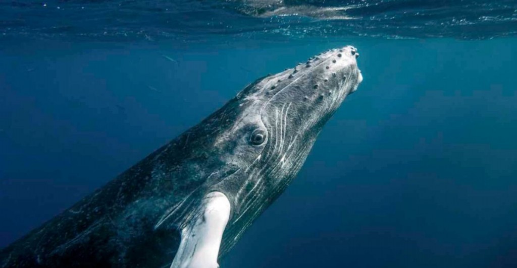 reproducao da baleia jubarte