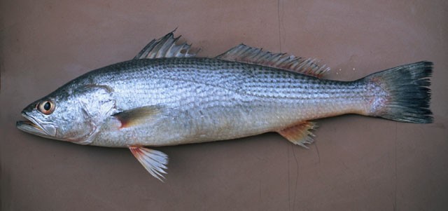 reproducao do peixe pescada cambucu