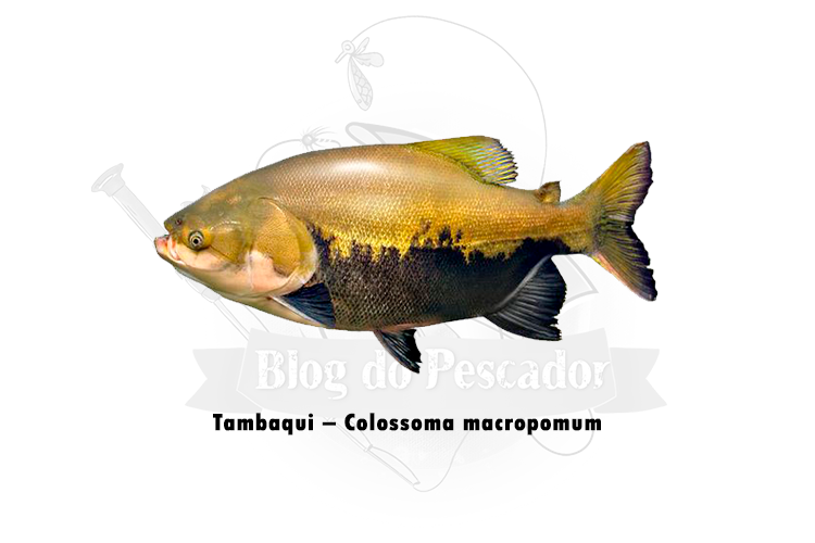 tambaqui – colossoma macropomum