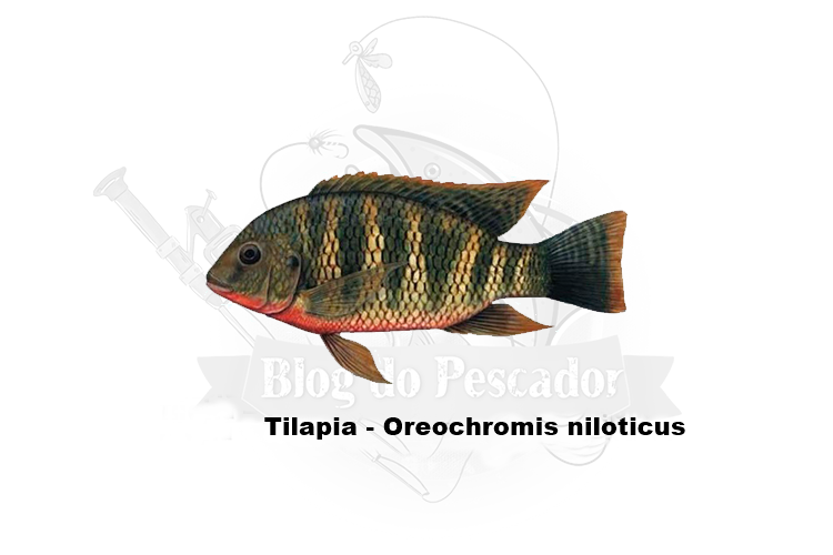 tilapia - oreochromis niloticus