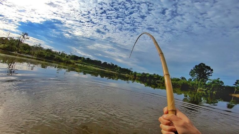 Vara De Bambu Para Que Serve Vantagens Como Fazer Blog Do Pescador