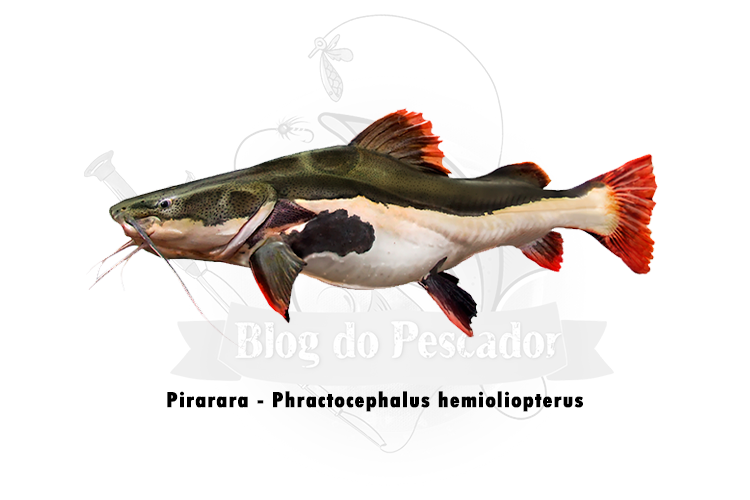 Pirarara- Phractocephalus hemioliopterus