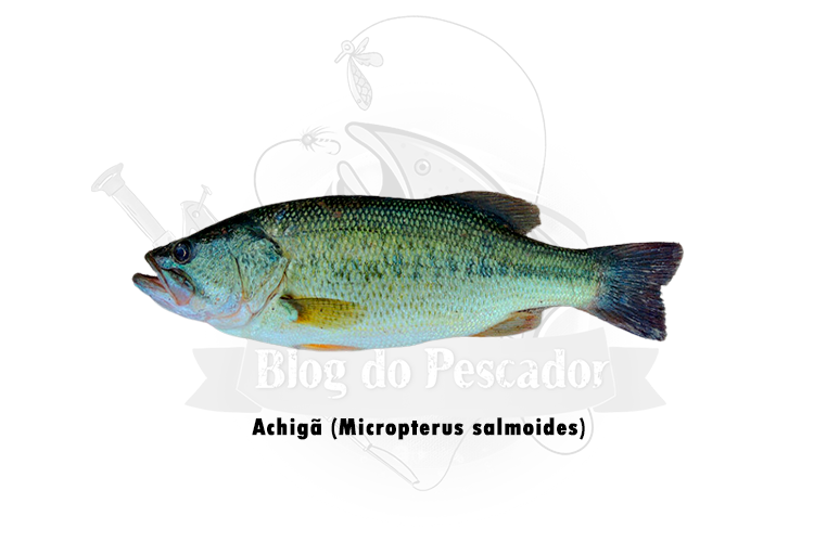 achiga (micropterus salmoides)
